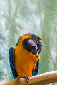 Close-up of a bird