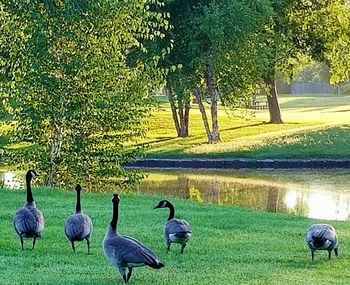 Flock of birds on grassy field by lake