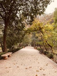 Footpath amidst trees