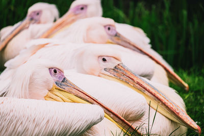 Close-up of pelican