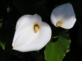 Close-up of white flower