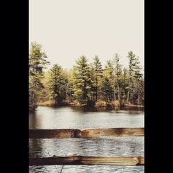 Reflection of trees in water