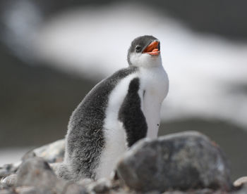 Close-up of bird against blurred background