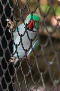 Close-up of bird perching on chainlink fence