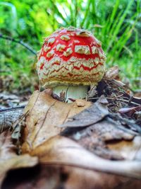 Close-up of mushroom in forest