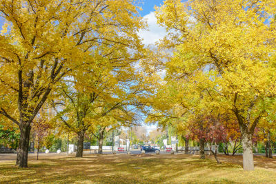 Trees in park during autumn