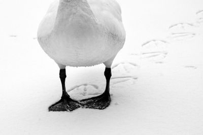 Close-up of bird on snow