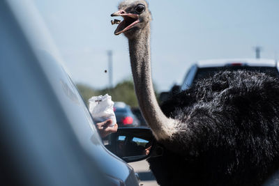 Close-up of ostrich by car