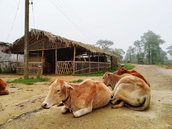 Cows in the animal against sky