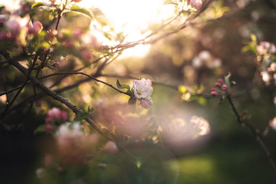 Close-up of pink cherry blossoms in spring