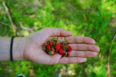 Close-up of hand holding red berries