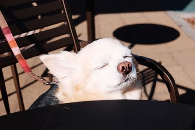 High angle view of chihuahua with eyes closed on footpath