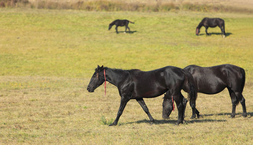 Horses in a field