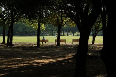 Trees in park