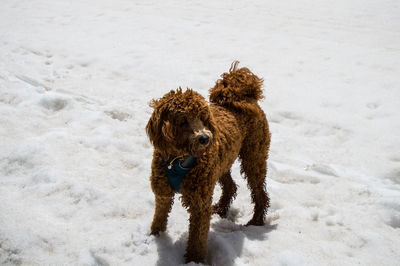 High angle view of poodle standing on snow covered field