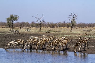 Zebras drinking water from lake