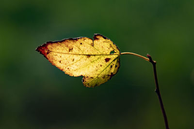 Close-up of dry leaf on twig