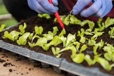 Cropped hands examining plants