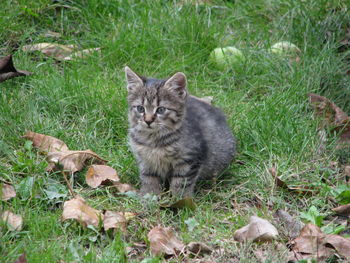Portrait of cat on grass