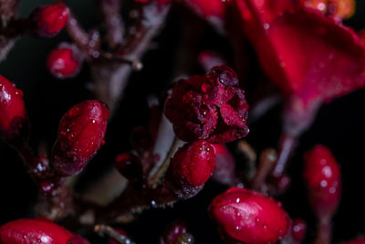 Close-up of strawberries