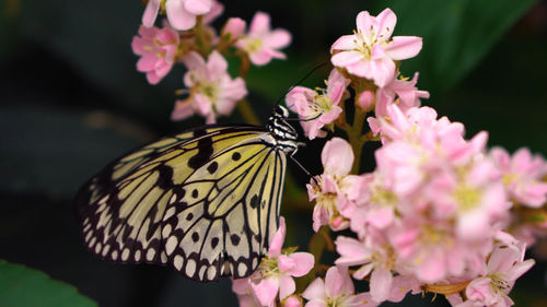 Close-up of butterfly pollinating on pink flower