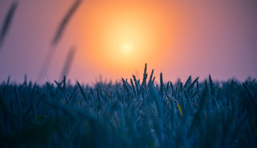 Golden horizons. majestic summer sunrise over countryside wheat field in northern europe