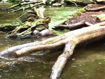 Trees in water