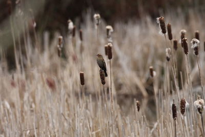 Close-up of cattails in pond