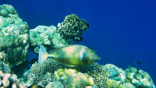 Close-up of fish swimming in sea