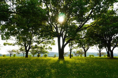 Trees on field against sky