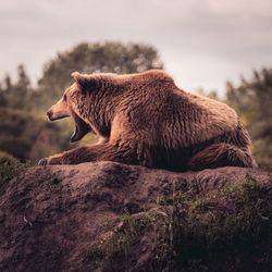 Tired bear on the rock 