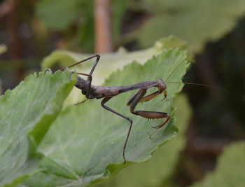 Close-up of insect on leaf