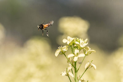 Close-up of bee pollinating on flower