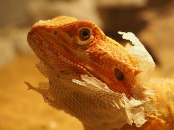 Close-up of a lizard