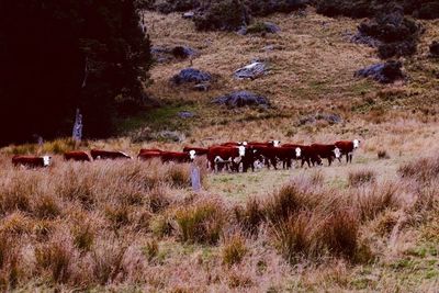 Horses on field against trees