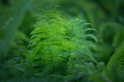 Close-up of fern leaves