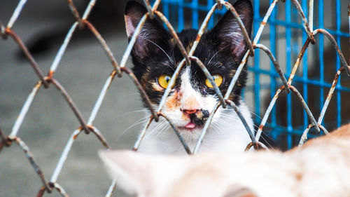 Close-up of cat