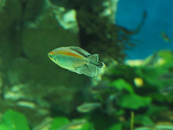 Close-up of fish swimming in sea