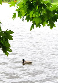 Duck swimming in lake