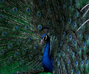 Close-up of peacock