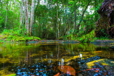 Scenic view of lake in forest