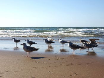 Flock of birds on beach