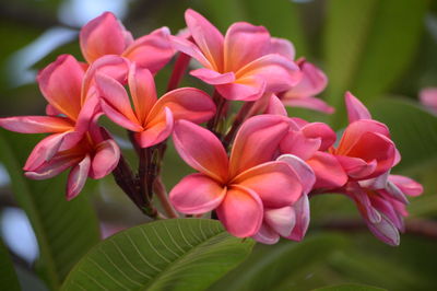 Close-up of pink flowering plants