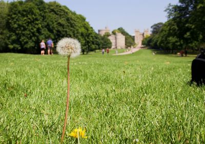 Plants growing on field in park