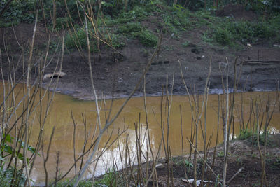 Scenic view of lake in forest