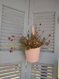 Potted plant against window of building