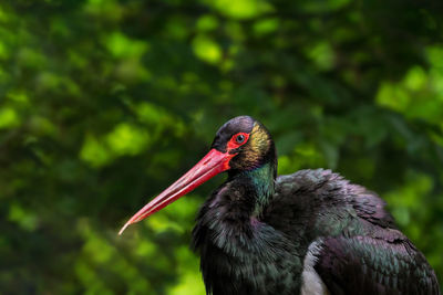 Close-up of a bird