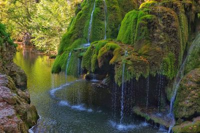 Scenic view of waterfall in forest