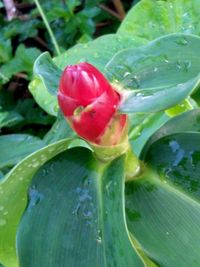 Close-up of red flowers