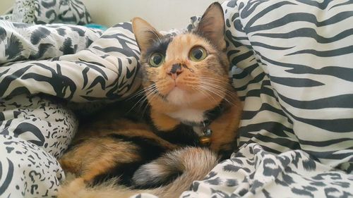 Portrait of cat relaxing on bed at home